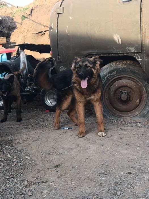 Продам немецкую авчарку или обмен