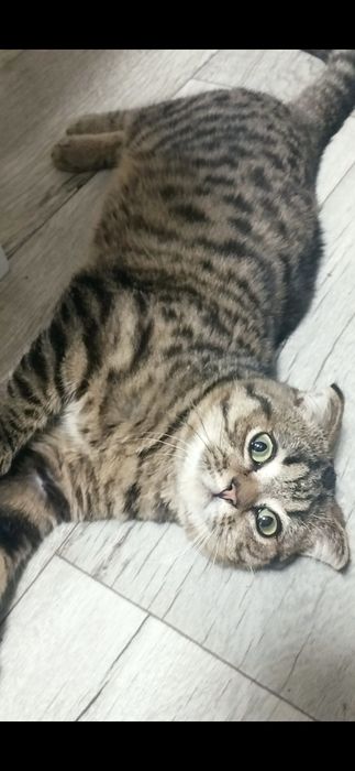 В хорошие руки котиков братьев