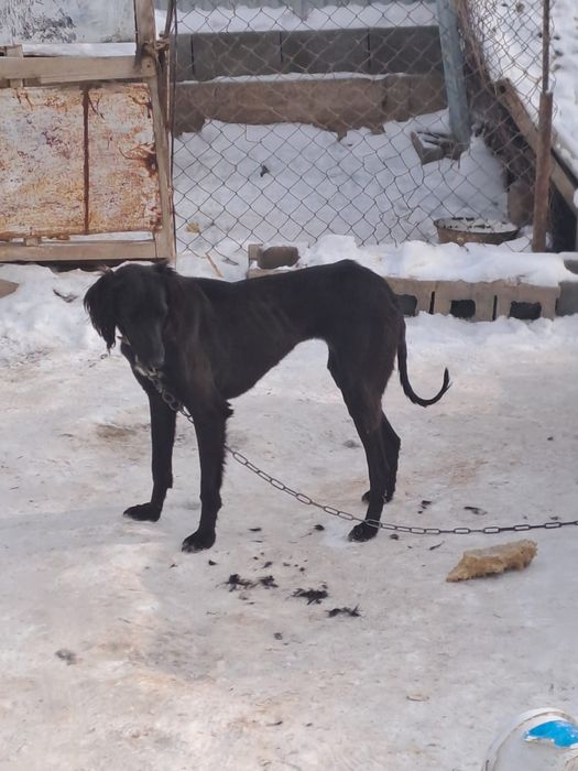 Тазы сатылады ургашы