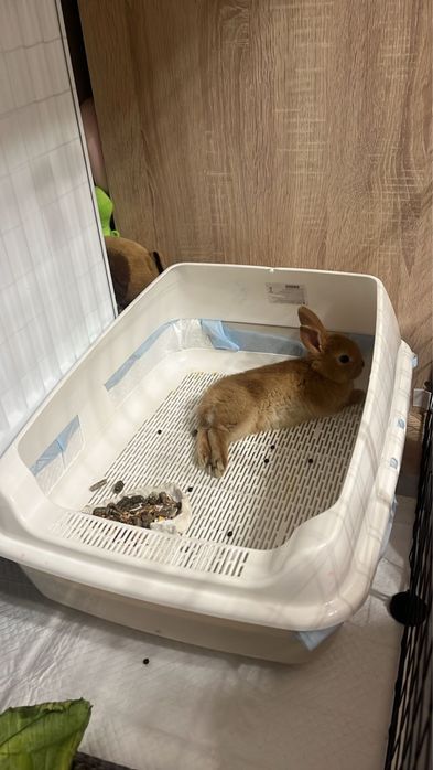 Продам кролика с полным наборам.