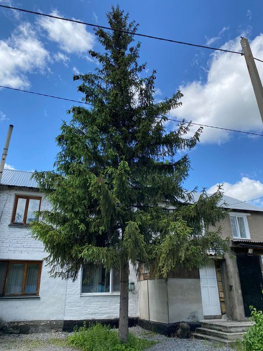 Продам сибирский ель