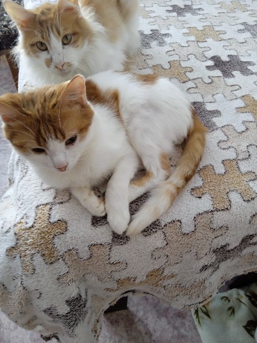 Коты от года и выше