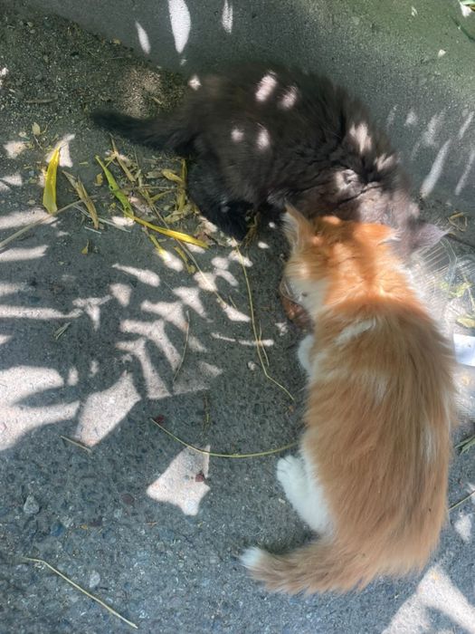 Котята маленькие