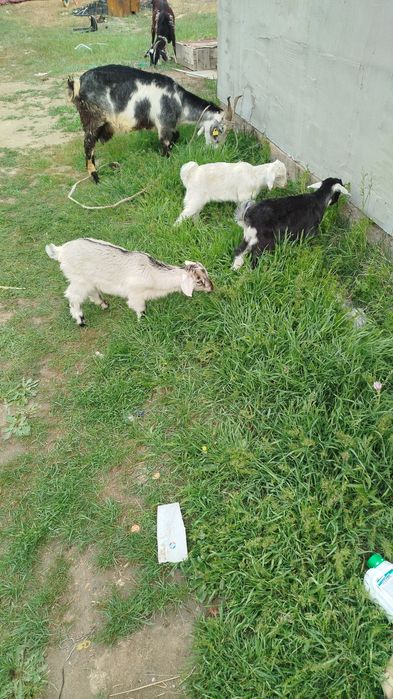 Козлята (Лақтар) сатылады