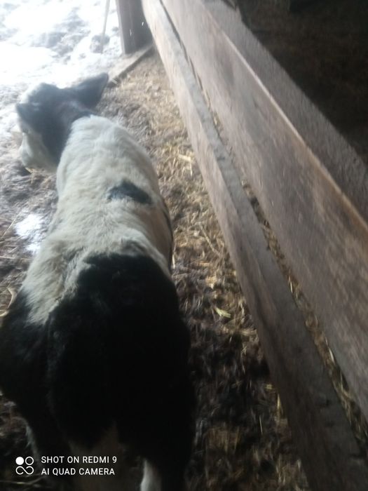 Vând vaca buna de lapte