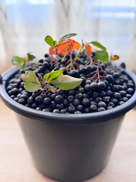 Suc de aronia 100% natural! ( fara nici un fel de adaos)