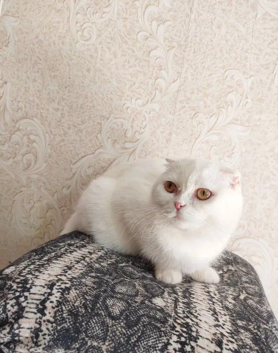 Продается скотиш страйт (Золотой)