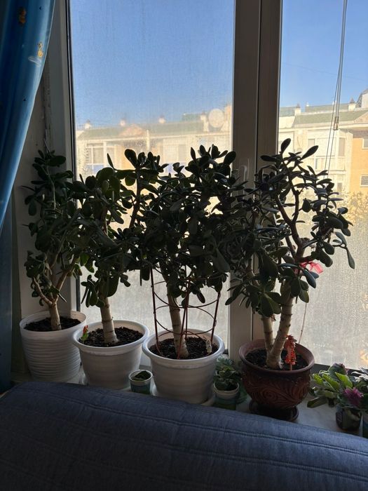 Продаются  денежные деревья толстянка