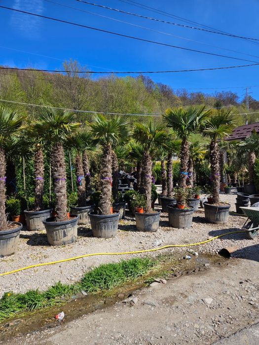 Palmieri trachycarpus fortunei toate dimensiunile
