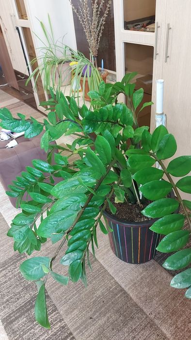 Продам Драцену , Замиокулькас , Шеффлера.