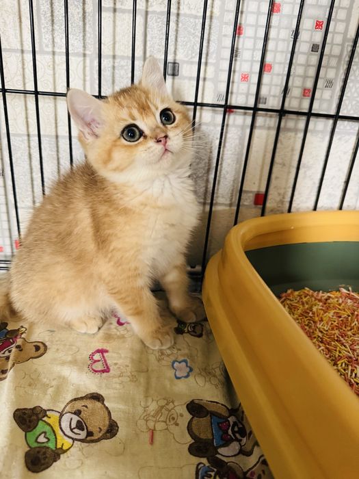 Zolotaya shinshilla N11 ogil bola