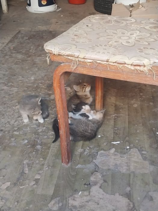Котята отдам даром
