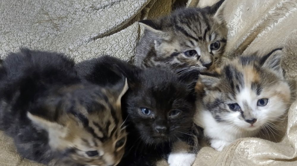 Котята отдам в хорошие руки, mushuk bolalari ishonchli qõllarga berila