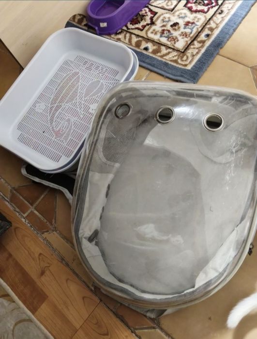 Отдам котёнка девочка