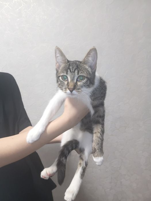 Котейка в добрые руки