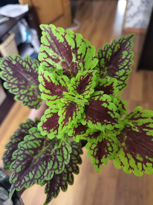 Комнатные цветы колеусы