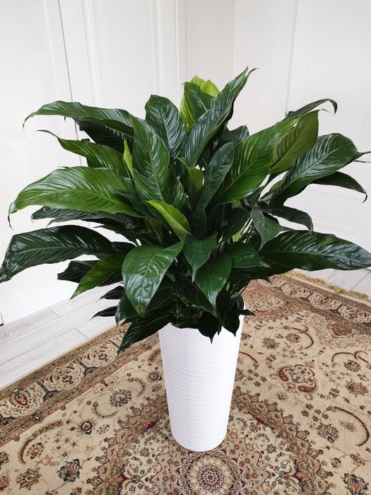 Растения!! Доставка