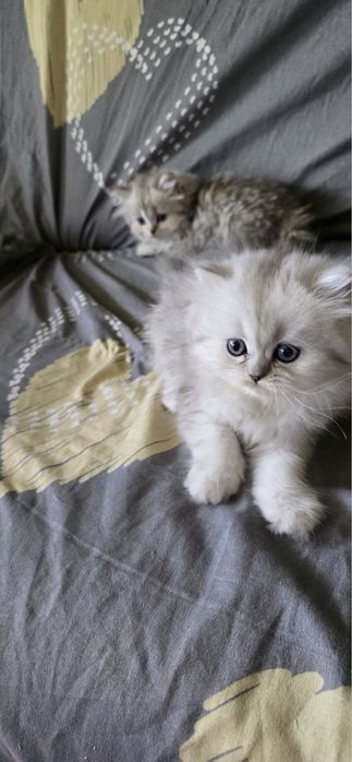 Mushuk sotiladi zoti shirshila 2 oyli boladi