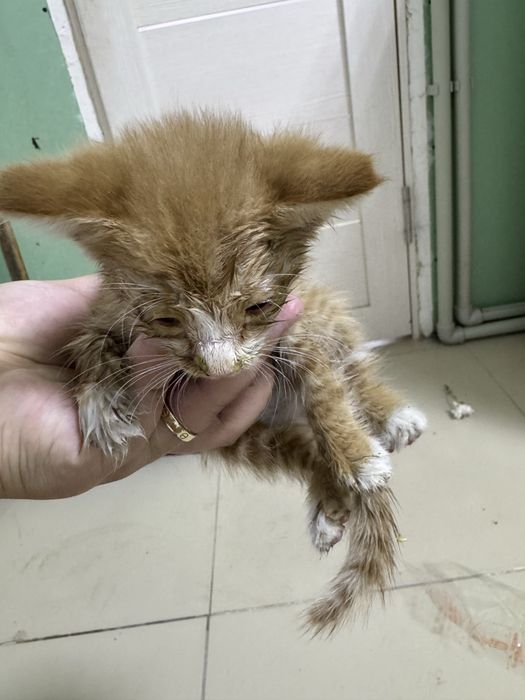 Котенок  уличный