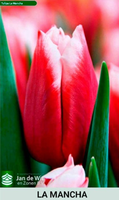 Шикарные тюльпаны к 8 марта