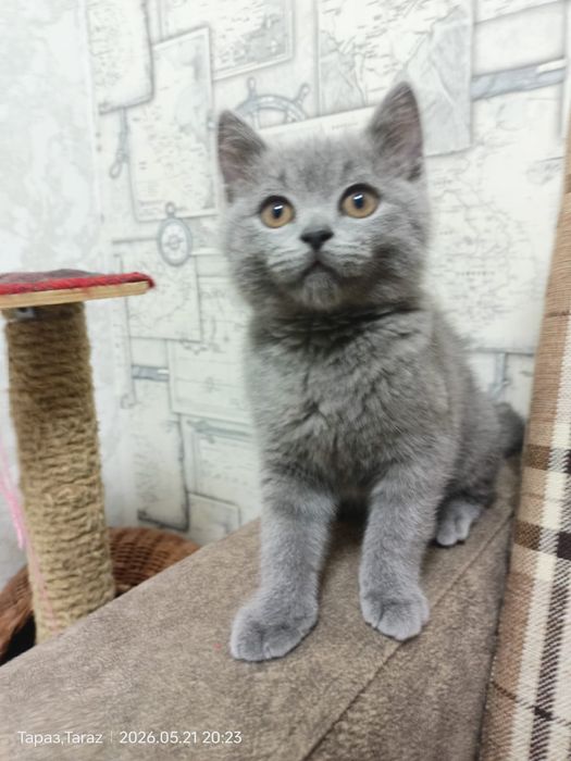 Продается котенок