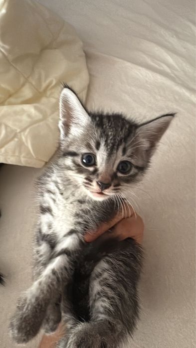 Котята британские