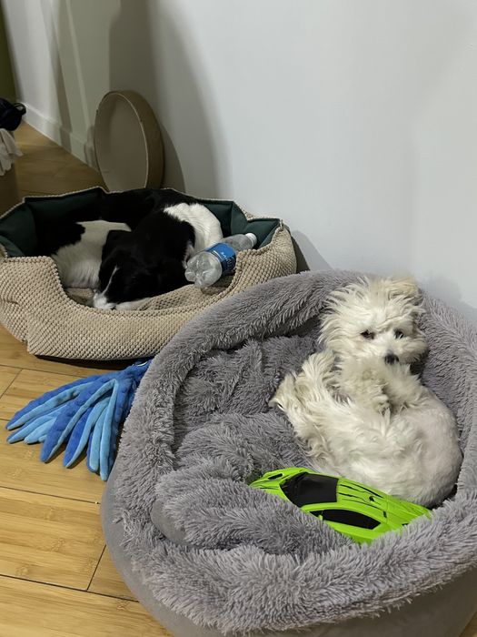 Передержка собак