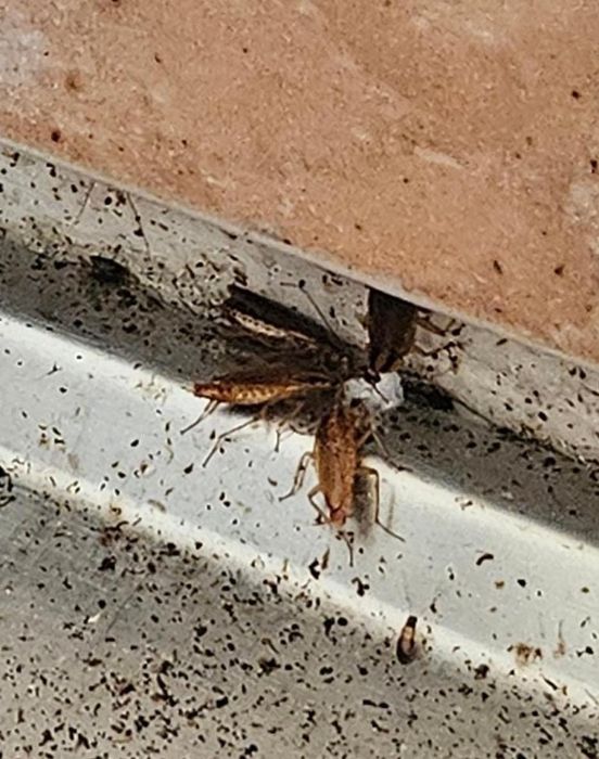 Servicii profesionale deratizare și dezinsecție - ploșnite , gândaci