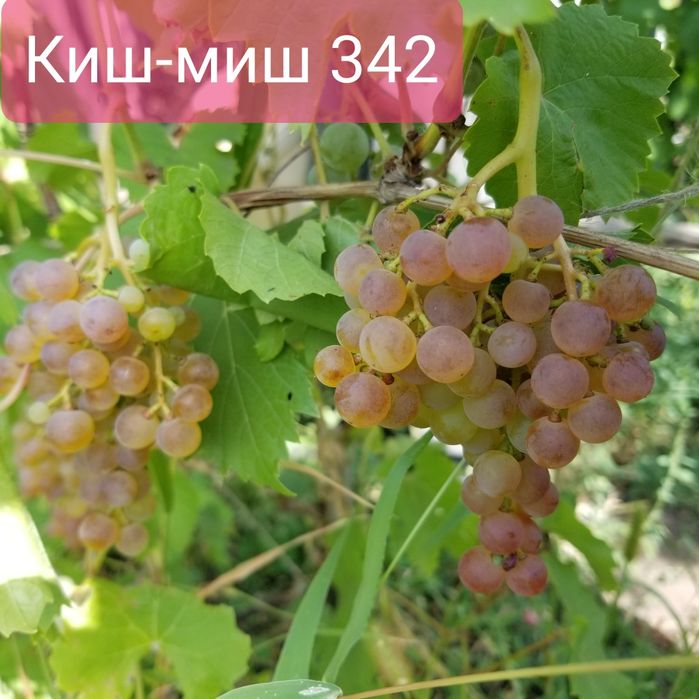 Продам чибуки черенки местного винограда