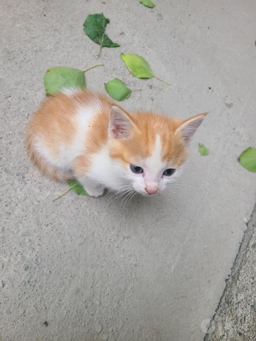 Котята.                           .