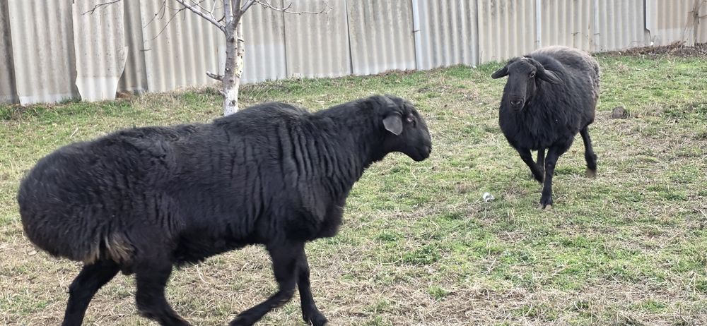 Хисори кучкорлар сотилади.