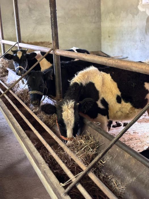 Тёлки 7-8 месячные