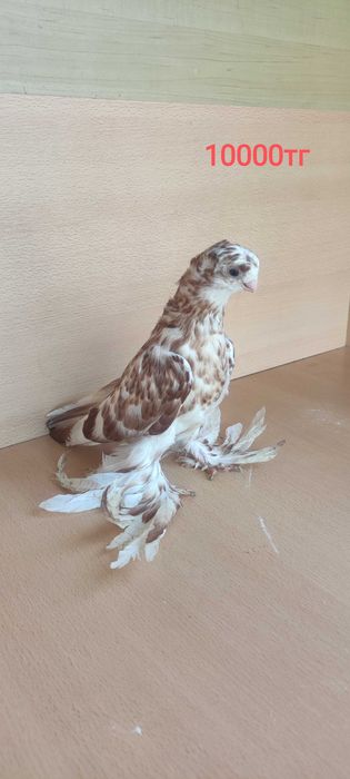 Голуби разные    ..   .