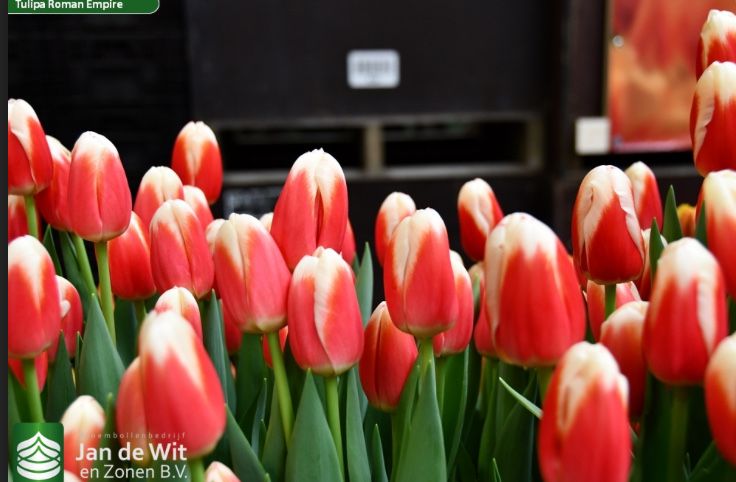 Тюльпаны с теплицы в Караганде. Крупные .