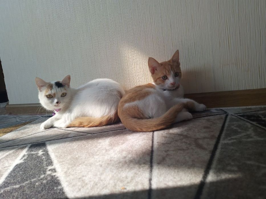 Turkiy Van zotli mushuklar sotiladi