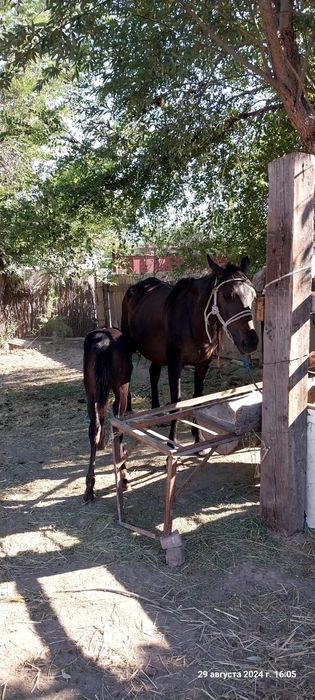 Бие сатылады 840мын