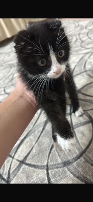 Котёнок в добрые руки вислоухая