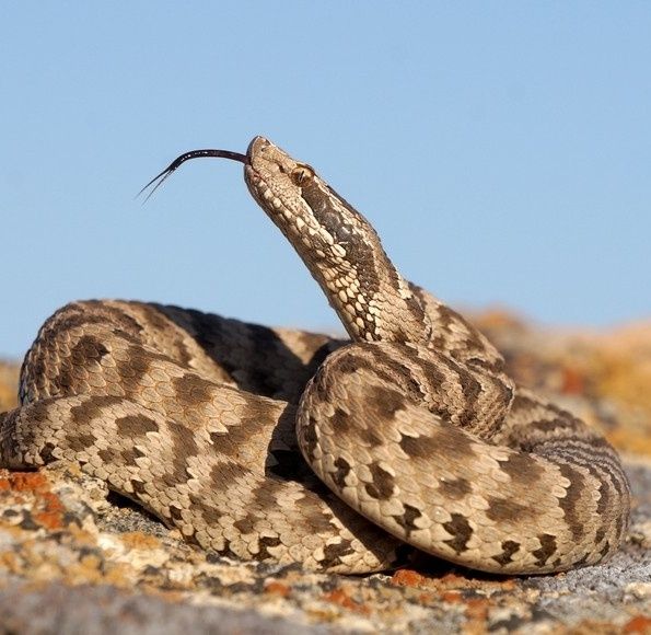 Dezinfeksiya dizinfeksiya дезинфекции дезинфексия дезинфция