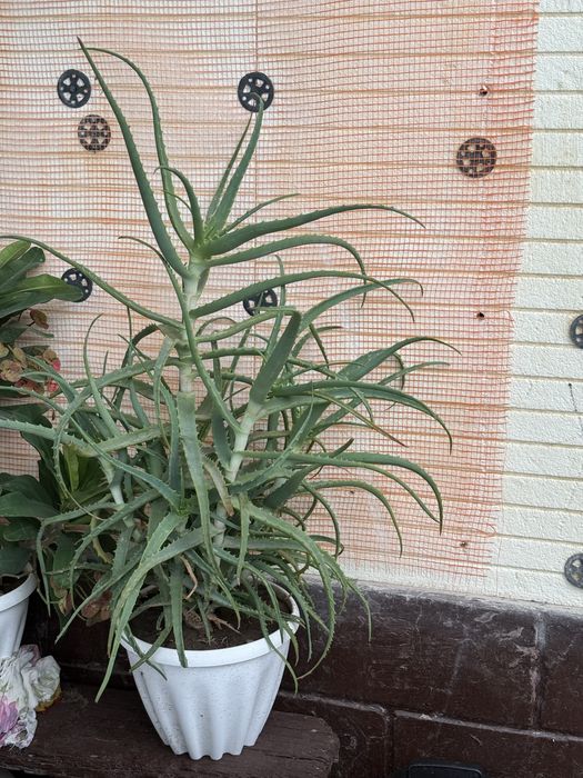 Алоэ Вера цветок домашний