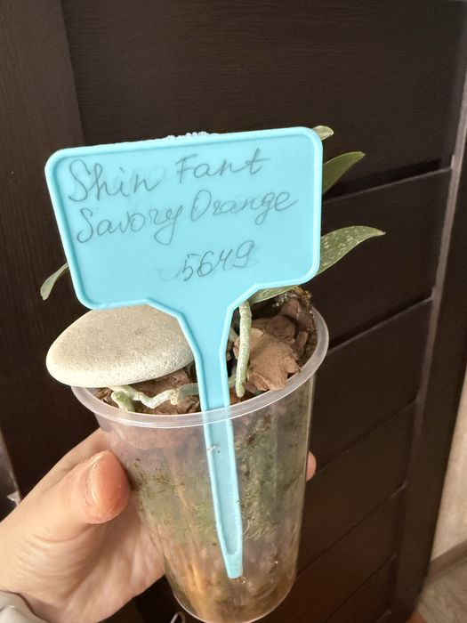 Орхидея фаленопсис