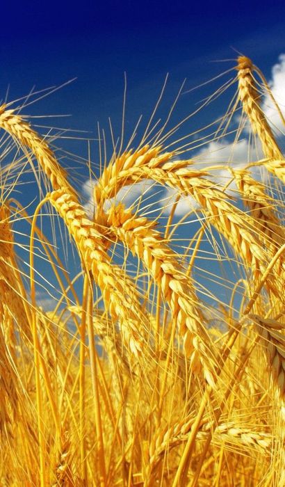 Корма для животных оптом и в розницу