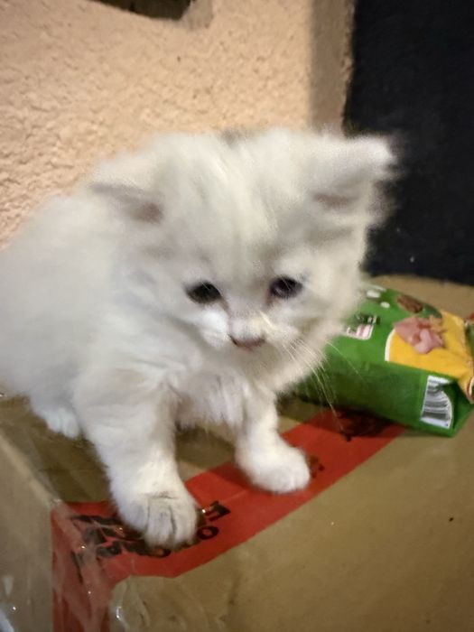 Продам котенка ,  игривая