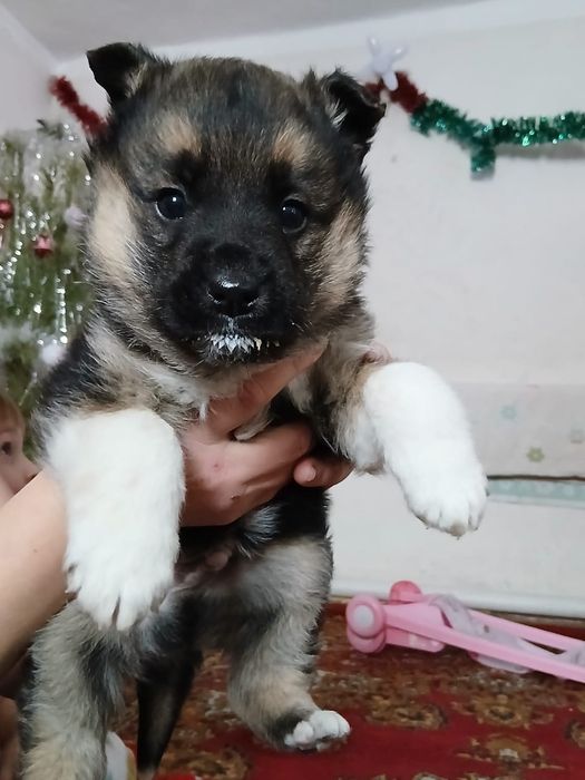 Отдам в хорошие руки