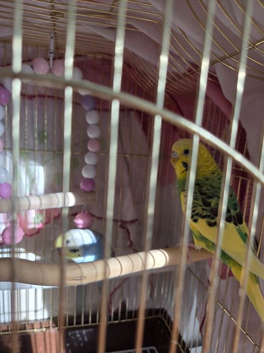 Папугай домашний