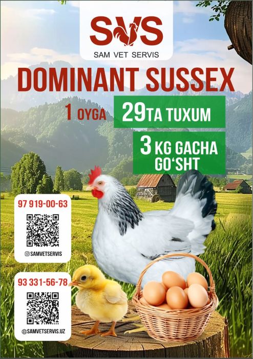 Dominant suseks jujalari tuxumlari  sotiladi