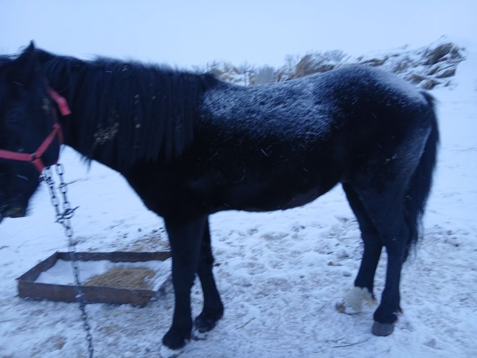 Продам жеребца 7 лет