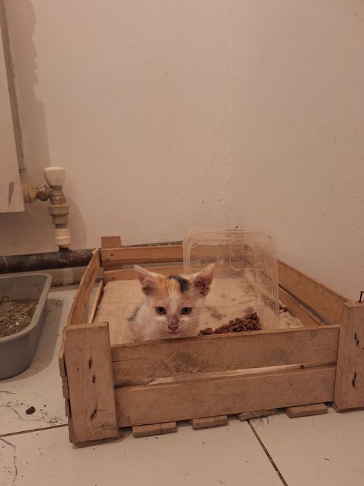 Беслатное котятя