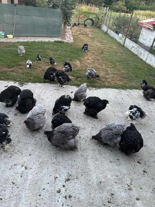Pui si puice cochinchia urias albastru si bobat