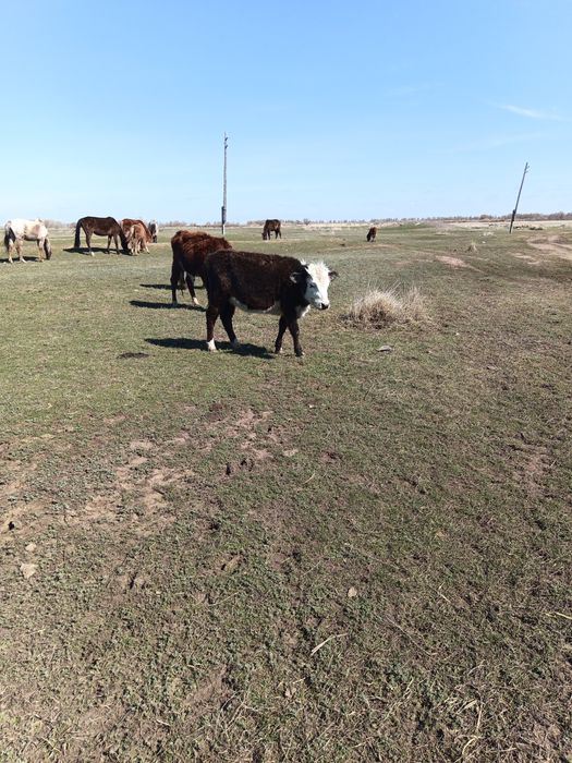 Продам КРС коровы