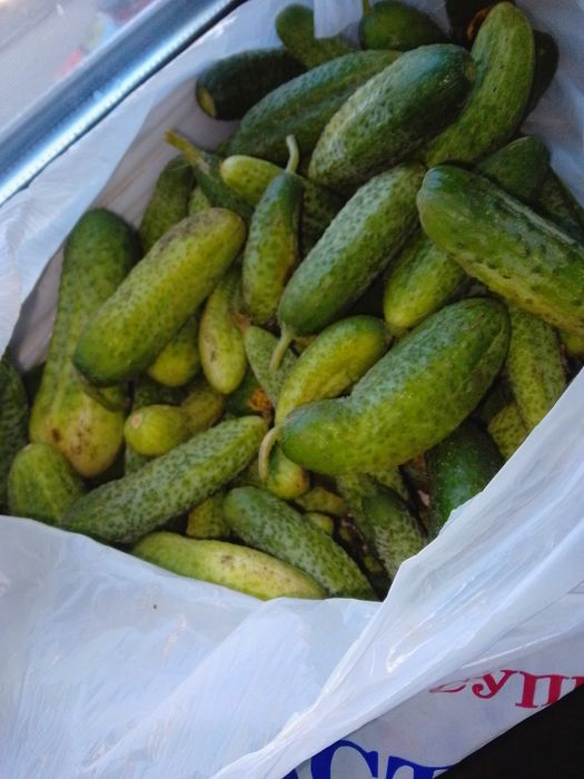 огурцы свежие мелкие